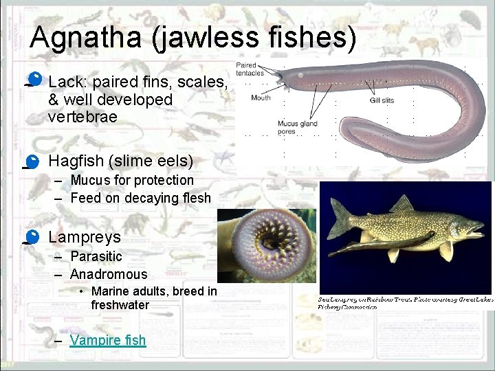 Agnatha (jawless fishes) • Lack: paired fins, scales, & well developed vertebrae • Hagfish