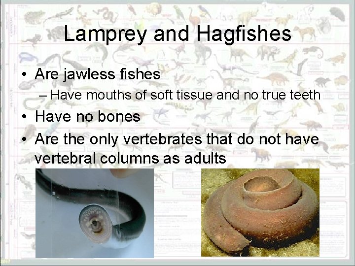 Lamprey and Hagfishes • Are jawless fishes – Have mouths of soft tissue and