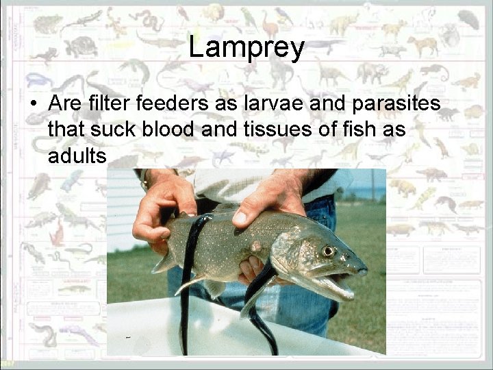 Lamprey • Are filter feeders as larvae and parasites that suck blood and tissues