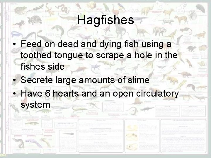 Hagfishes • Feed on dead and dying fish using a toothed tongue to scrape