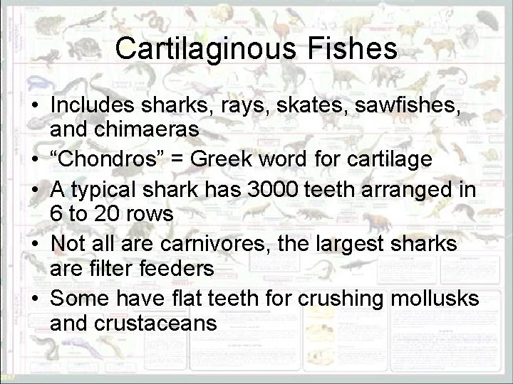 Cartilaginous Fishes • Includes sharks, rays, skates, sawfishes, and chimaeras • “Chondros” = Greek