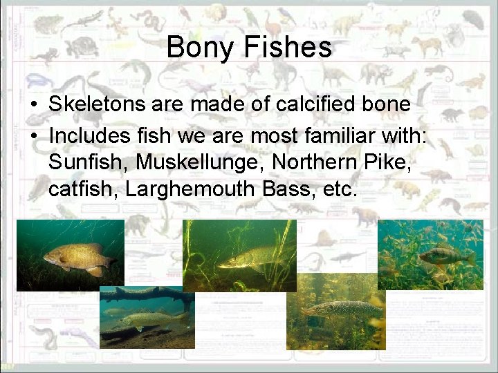 Bony Fishes • Skeletons are made of calcified bone • Includes fish we are
