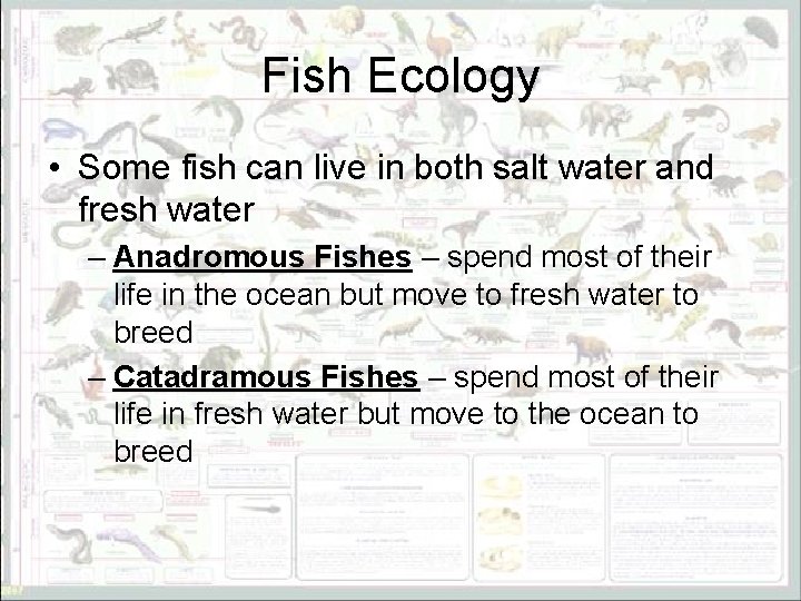 Fish Ecology • Some fish can live in both salt water and fresh water