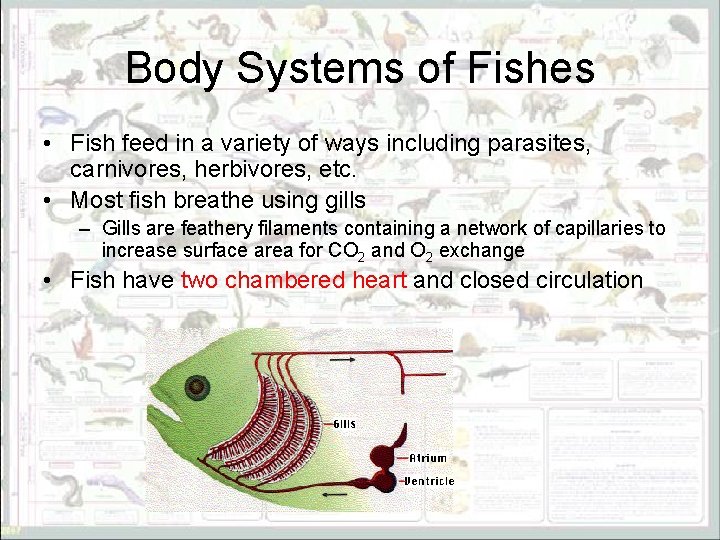 Body Systems of Fishes • Fish feed in a variety of ways including parasites,