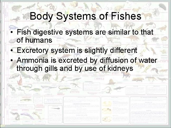 Body Systems of Fishes • Fish digestive systems are similar to that of humans