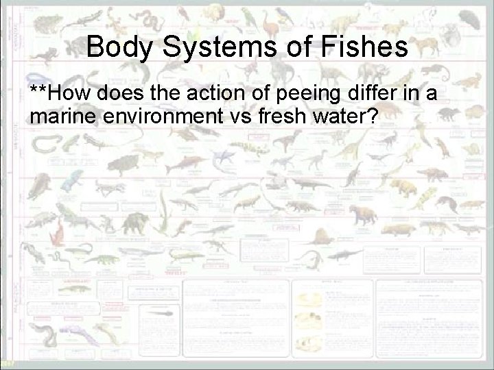Body Systems of Fishes **How does the action of peeing differ in a marine