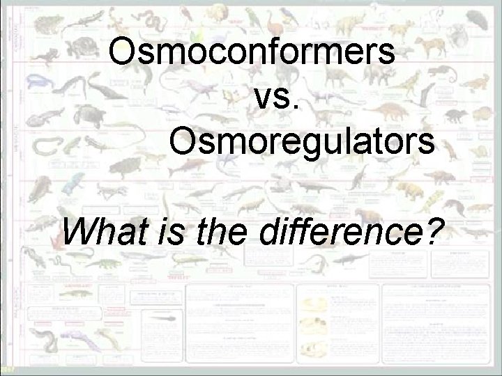 Osmoconformers vs. Osmoregulators What is the difference? 