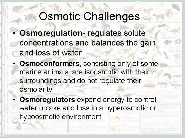 Osmotic Challenges • Osmoregulation- regulates solute concentrations and balances the gain and loss of