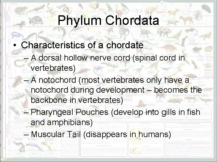 Phylum Chordata • Characteristics of a chordate – A dorsal hollow nerve cord (spinal