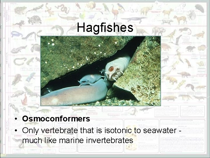 Hagfishes • Osmoconformers • Only vertebrate that is isotonic to seawater much like marine