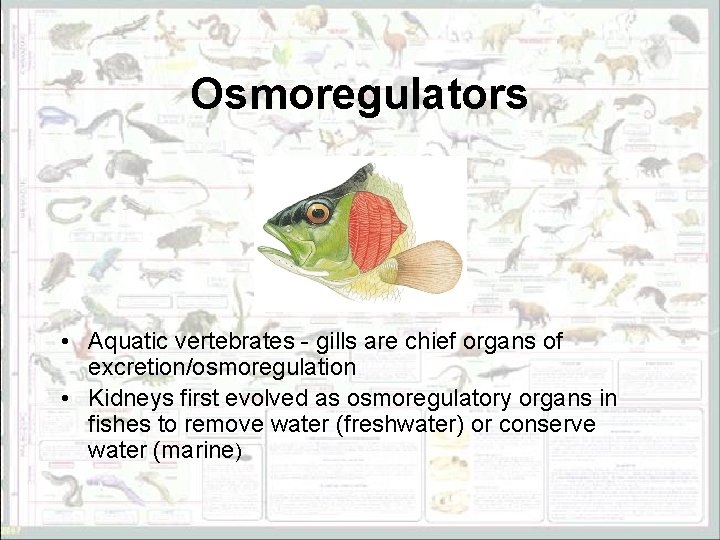 Osmoregulators • Aquatic vertebrates - gills are chief organs of excretion/osmoregulation • Kidneys first