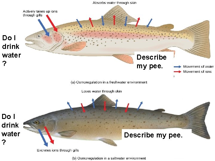 Do I drink water ? Describe my pee. 