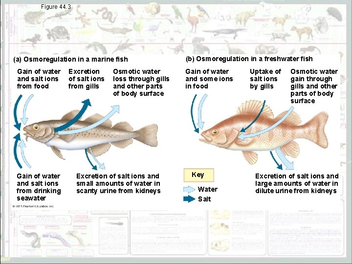 Figure 44. 3 (a) Osmoregulation in a marine fish Gain of water and salt