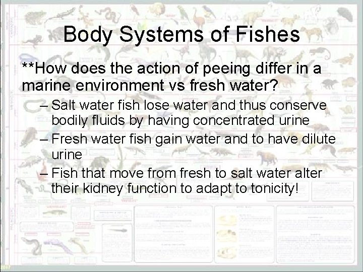 Body Systems of Fishes **How does the action of peeing differ in a marine