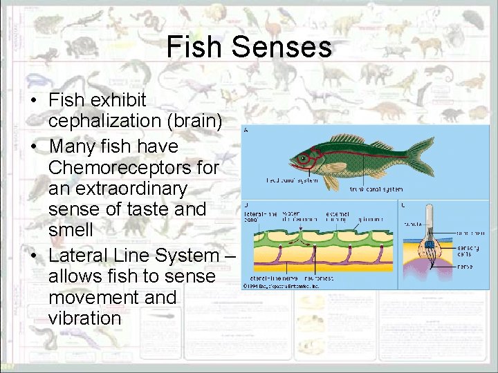 Fish Senses • Fish exhibit cephalization (brain) • Many fish have Chemoreceptors for an
