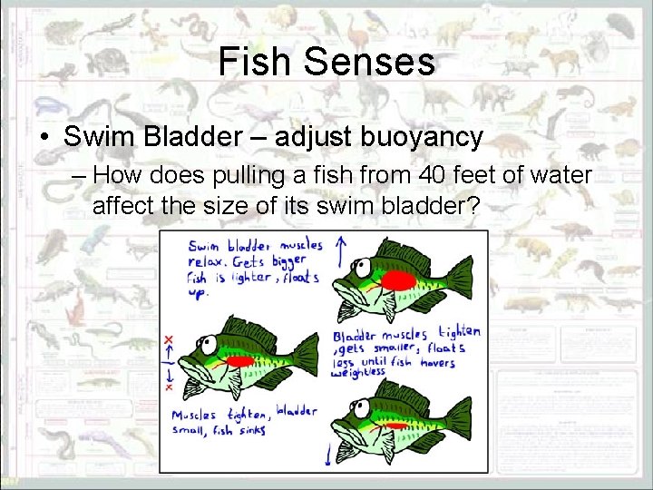 Fish Senses • Swim Bladder – adjust buoyancy – How does pulling a fish