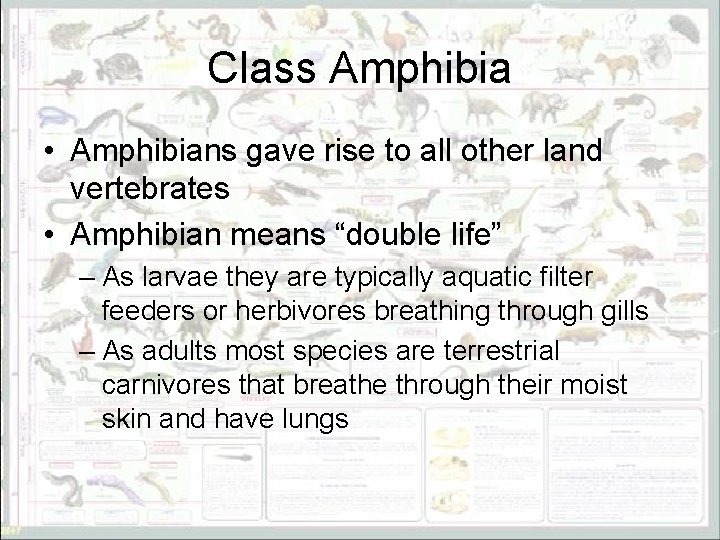 Class Amphibia • Amphibians gave rise to all other land vertebrates • Amphibian means