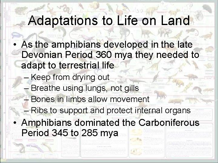 Adaptations to Life on Land • As the amphibians developed in the late Devonian