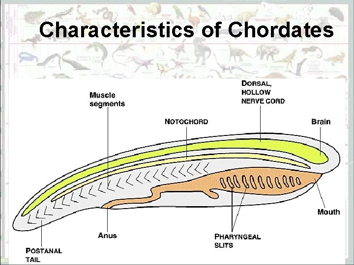 Characteristics of Chordates 