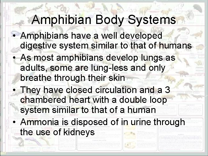 Amphibian Body Systems • Amphibians have a well developed digestive system similar to that