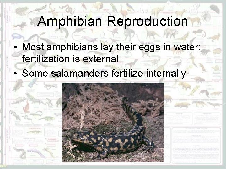 Amphibian Reproduction • Most amphibians lay their eggs in water; fertilization is external •