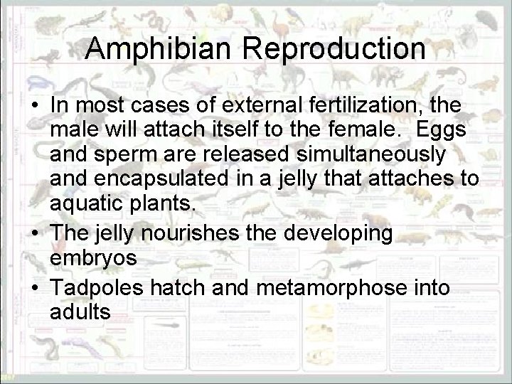 Amphibian Reproduction • In most cases of external fertilization, the male will attach itself