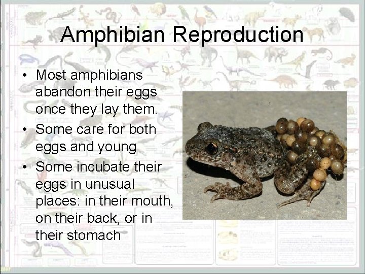 Amphibian Reproduction • Most amphibians abandon their eggs once they lay them. • Some