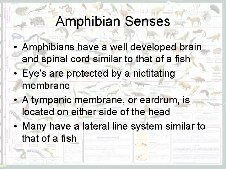 Amphibian Senses • Amphibians have a well developed brain and spinal cord similar to