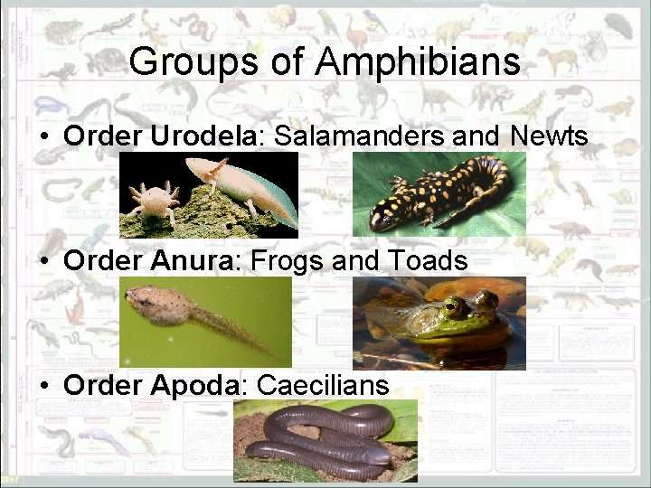 Groups of Amphibians • Order Urodela: Salamanders and Newts • Order Anura: Frogs and