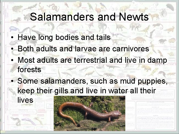 Salamanders and Newts • Have long bodies and tails • Both adults and larvae
