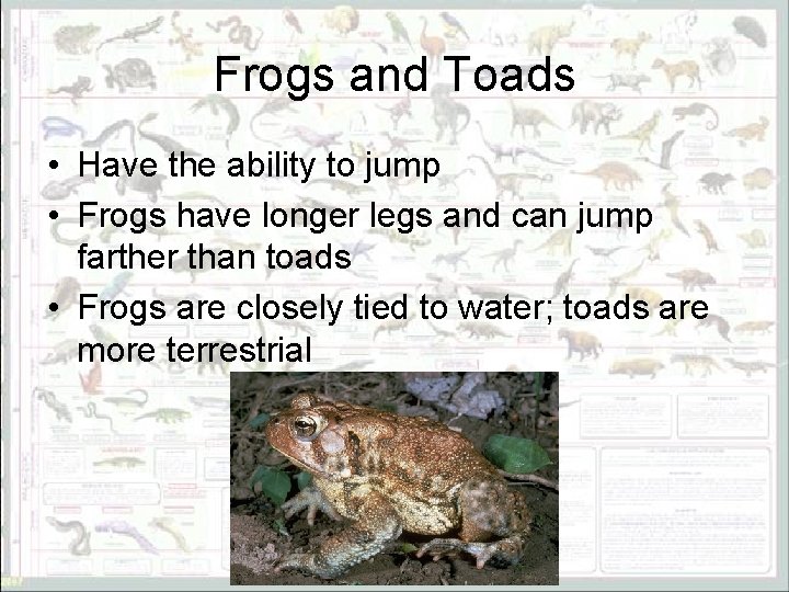 Frogs and Toads • Have the ability to jump • Frogs have longer legs