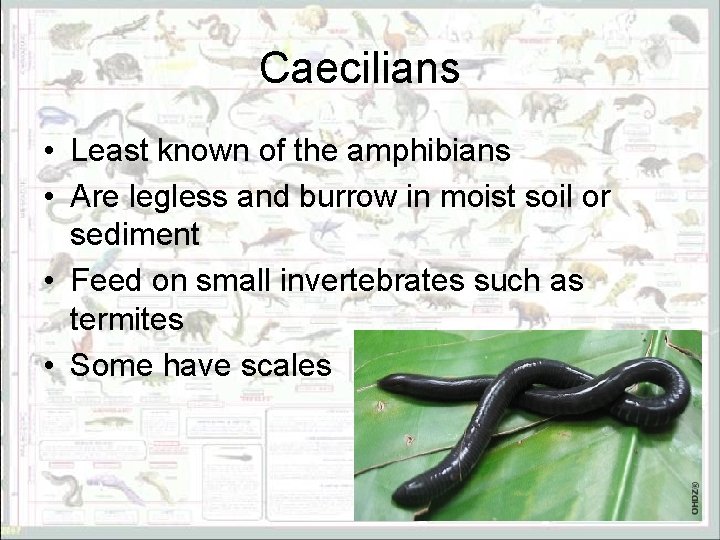 Caecilians • Least known of the amphibians • Are legless and burrow in moist