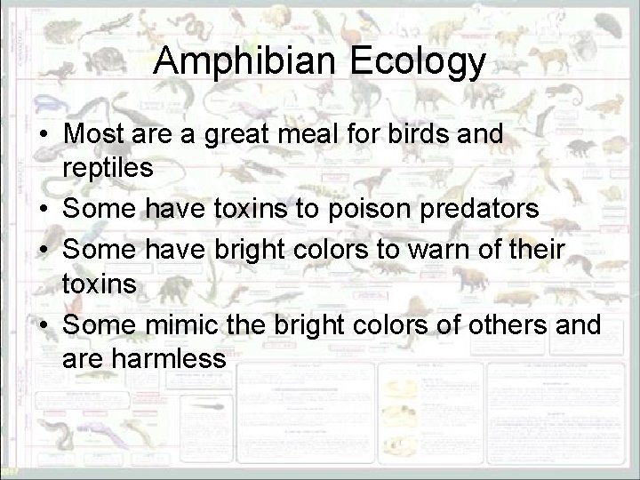 Amphibian Ecology • Most are a great meal for birds and reptiles • Some