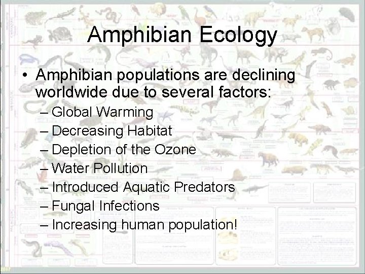 Amphibian Ecology • Amphibian populations are declining worldwide due to several factors: – Global