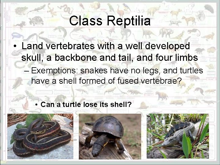 Class Reptilia • Land vertebrates with a well developed skull, a backbone and tail,