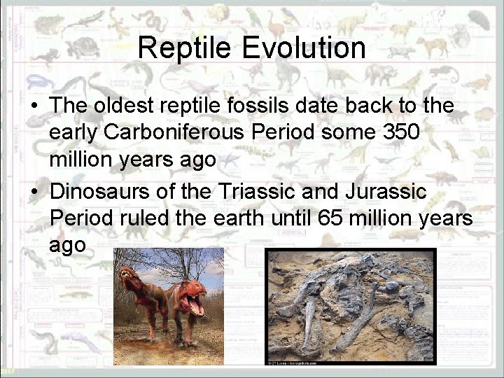 Reptile Evolution • The oldest reptile fossils date back to the early Carboniferous Period