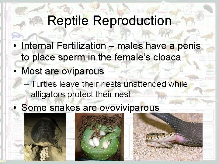 Reptile Reproduction • Internal Fertilization – males have a penis to place sperm in