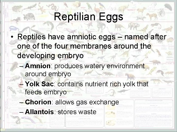 Reptilian Eggs • Reptiles have amniotic eggs – named after one of the four