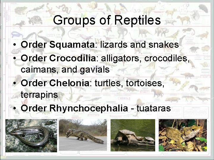 Groups of Reptiles • Order Squamata: lizards and snakes • Order Crocodilia: alligators, crocodiles,