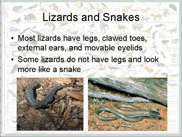 Lizards and Snakes • Most lizards have legs, clawed toes, external ears, and movable