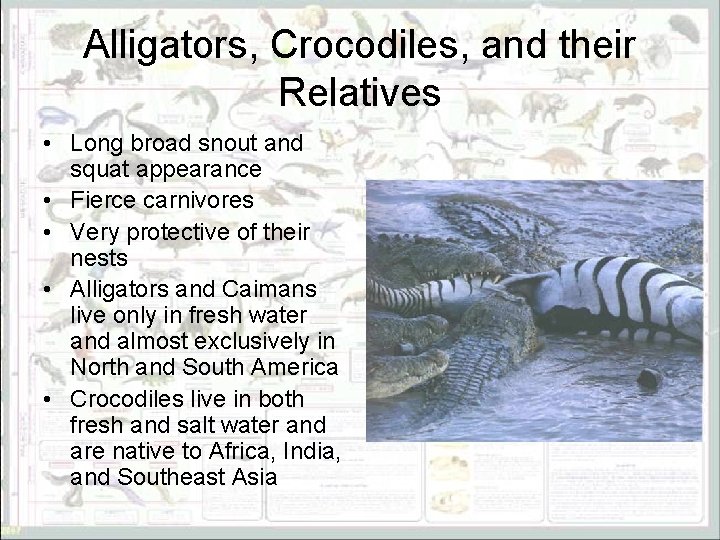 Alligators, Crocodiles, and their Relatives • Long broad snout and squat appearance • Fierce