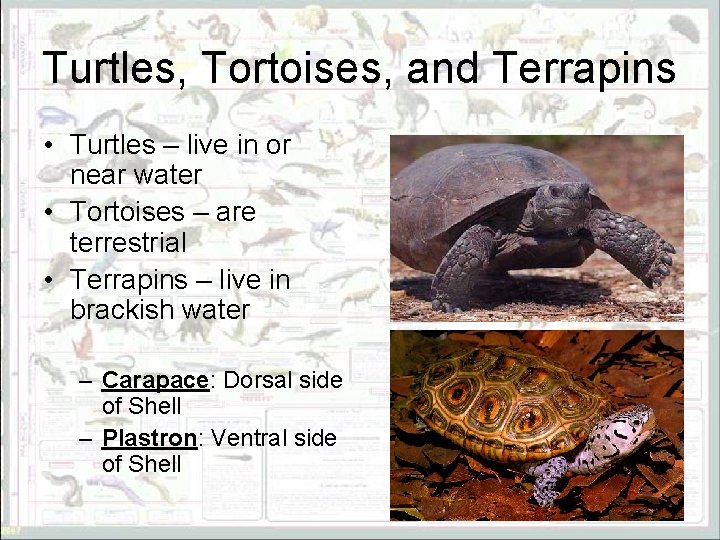 Turtles, Tortoises, and Terrapins • Turtles – live in or near water • Tortoises