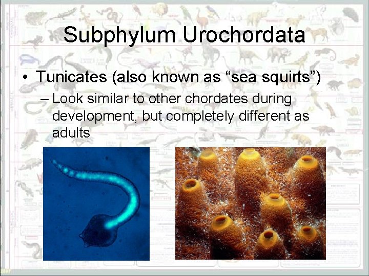 Subphylum Urochordata • Tunicates (also known as “sea squirts”) – Look similar to other