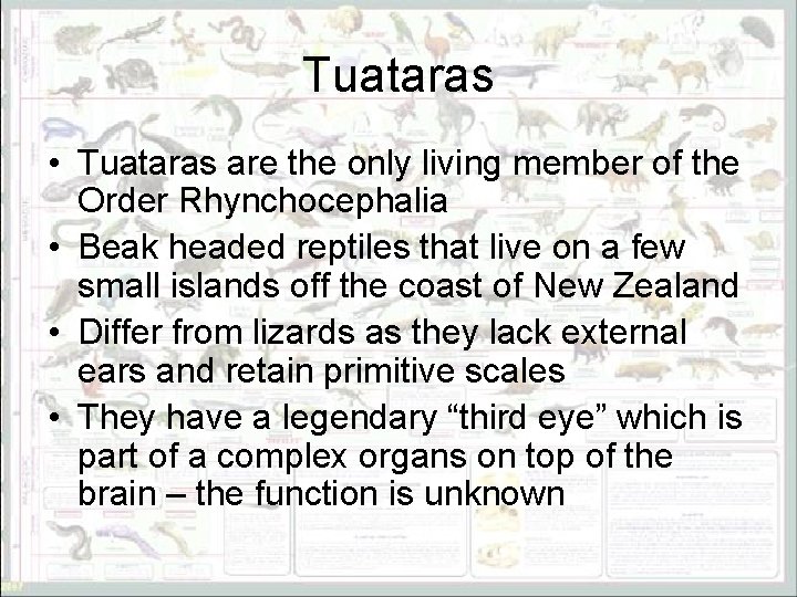 Tuataras • Tuataras are the only living member of the Order Rhynchocephalia • Beak