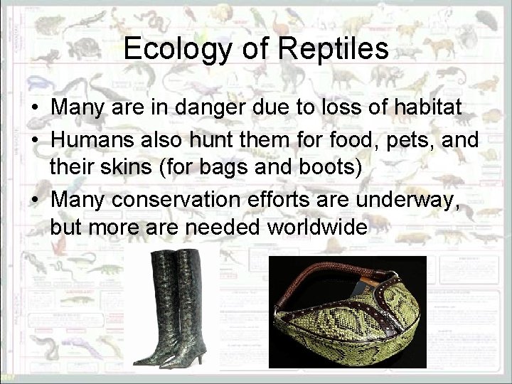 Ecology of Reptiles • Many are in danger due to loss of habitat •