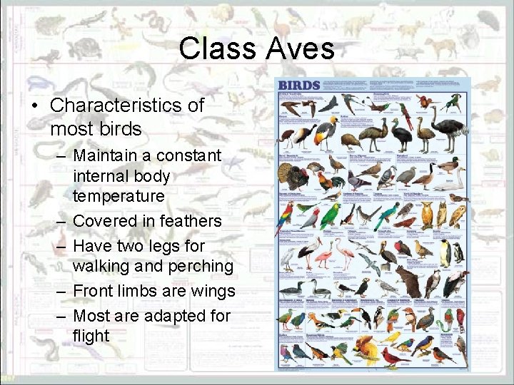 Class Aves • Characteristics of most birds – Maintain a constant internal body temperature