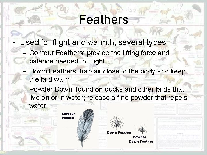 Feathers • Used for flight and warmth; several types – Contour Feathers: provide the