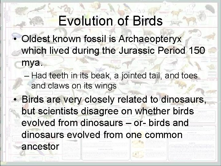 Evolution of Birds • Oldest known fossil is Archaeopteryx which lived during the Jurassic