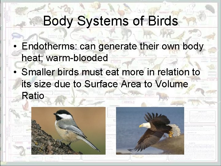 Body Systems of Birds • Endotherms: can generate their own body heat; warm-blooded •