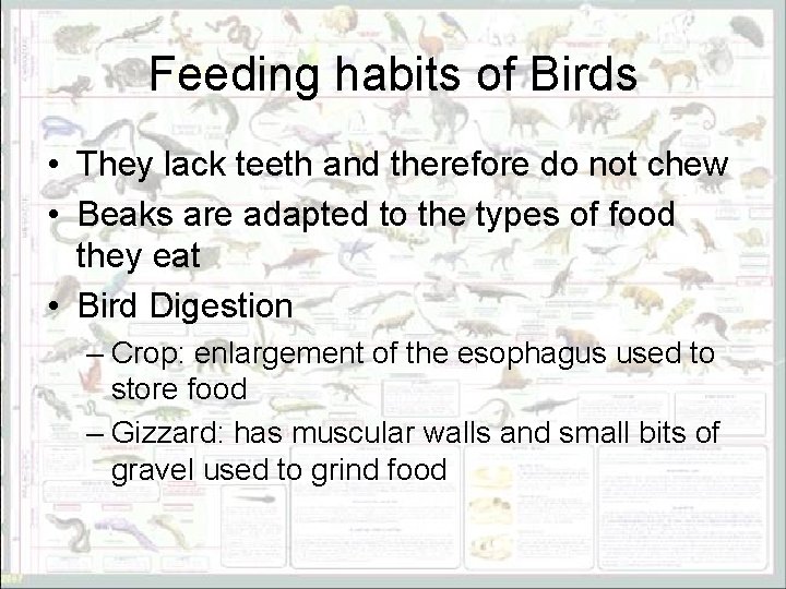 Feeding habits of Birds • They lack teeth and therefore do not chew •